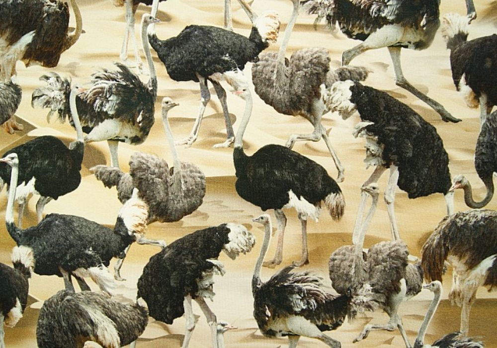 Digitale fotoprint tricot struisvogel