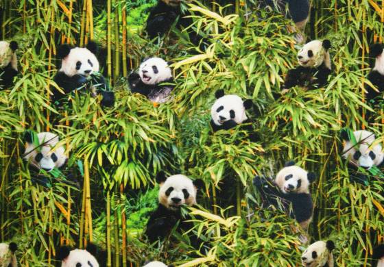 Digitale fotoprint tricot pandaberen