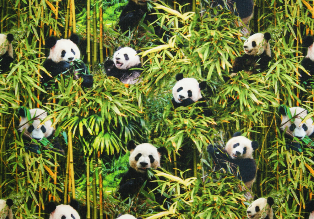 Digitale fotoprint tricot pandaberen
