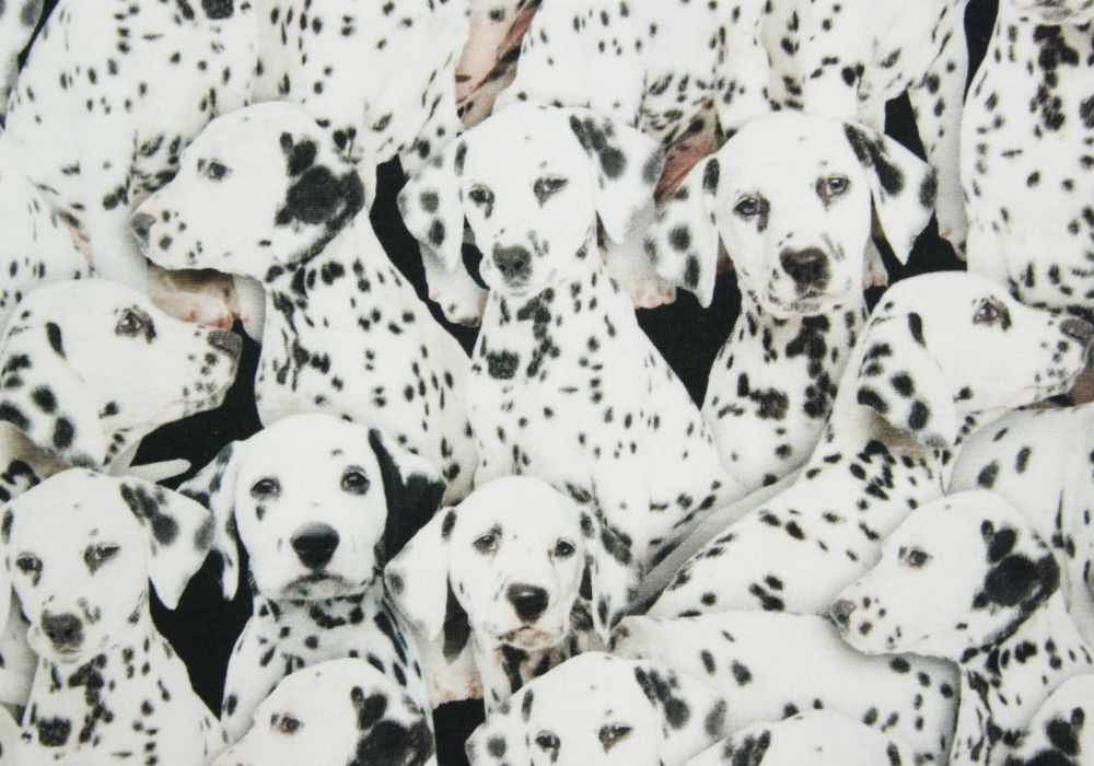 Digitale fotoprint tricot Dalmatiërs