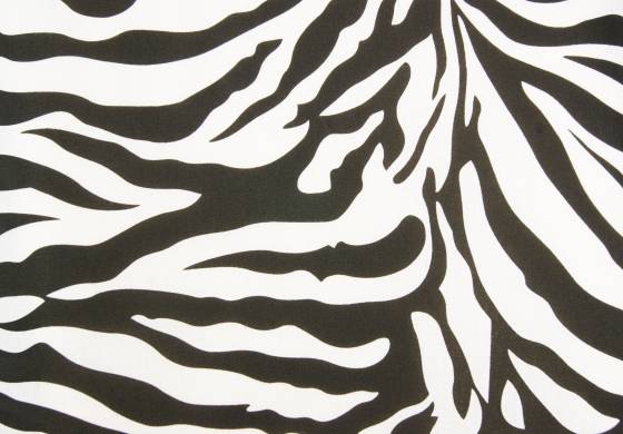 Katoen zebra