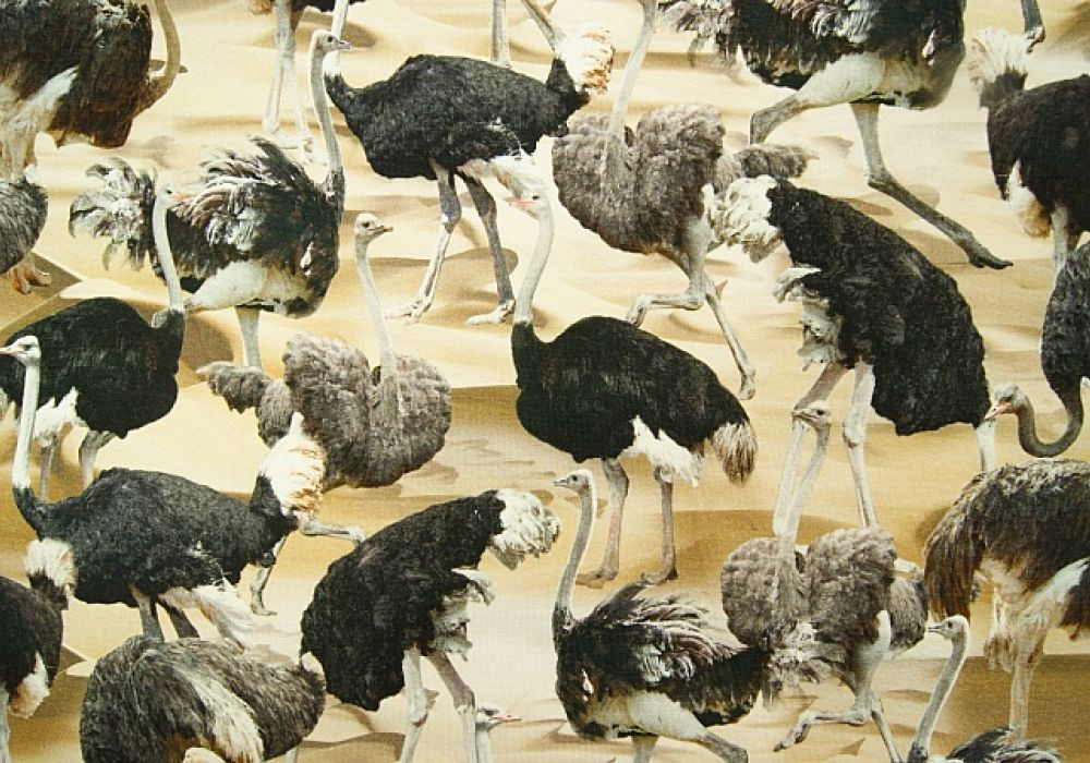 Digitale fotoprint tricot struisvogel