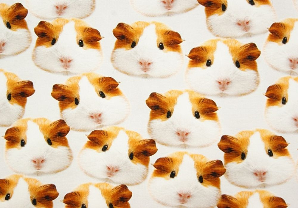 Digitale fotoprint tricot cavia's