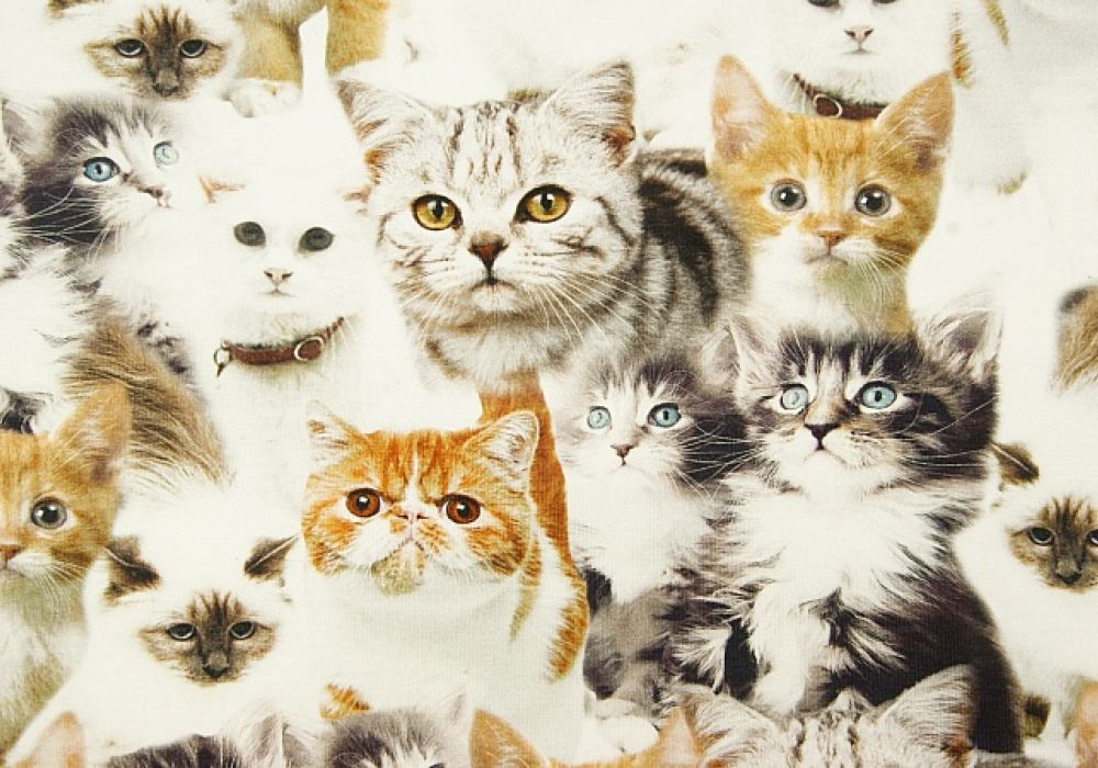 Digitale fotoprint tricot poesjes 2