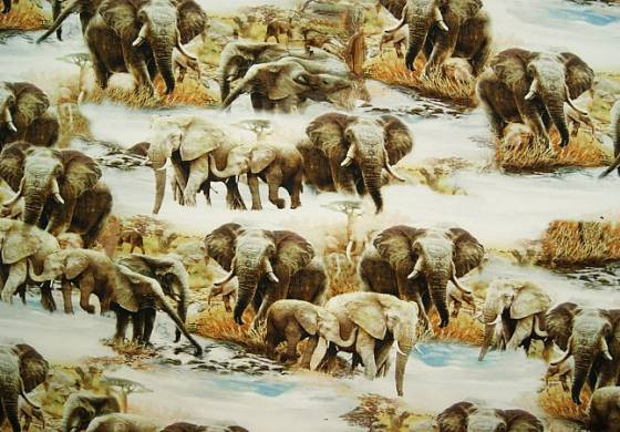 Digitale fotoprint tricot olifanten
