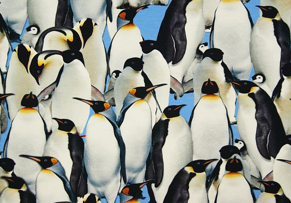 Digitale fotoprint tricot pinguïns