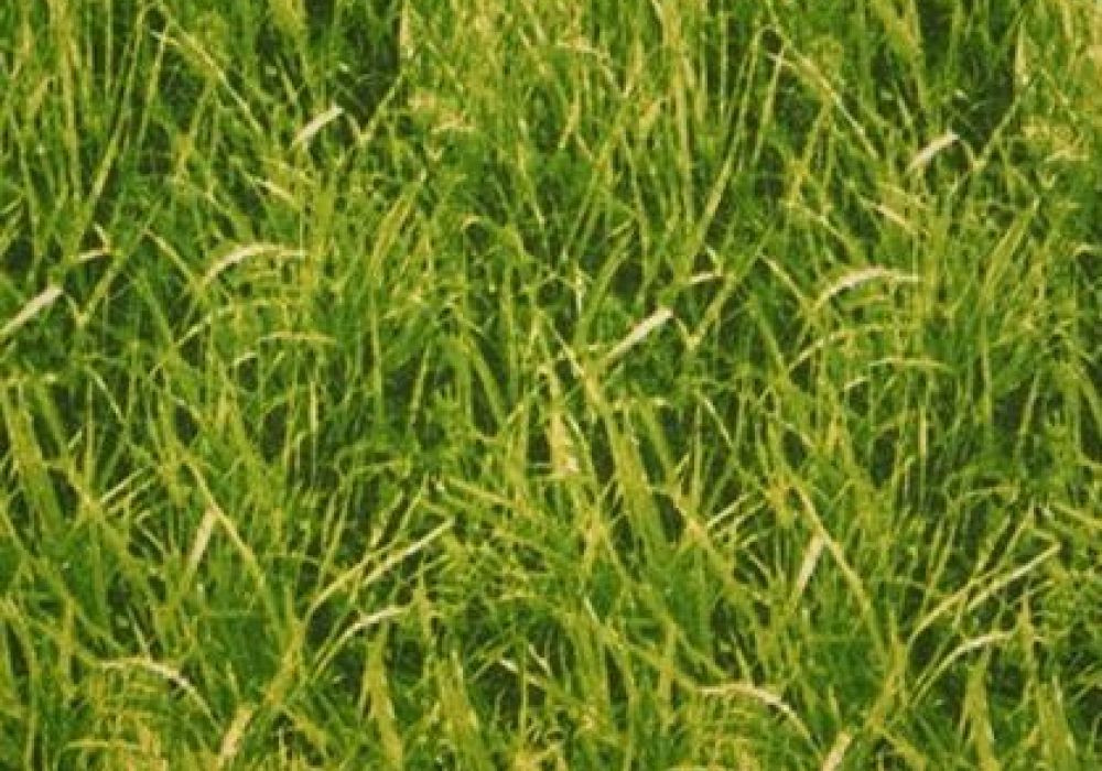 Decoratiestof gras